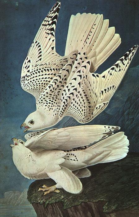  White Gerfalcons